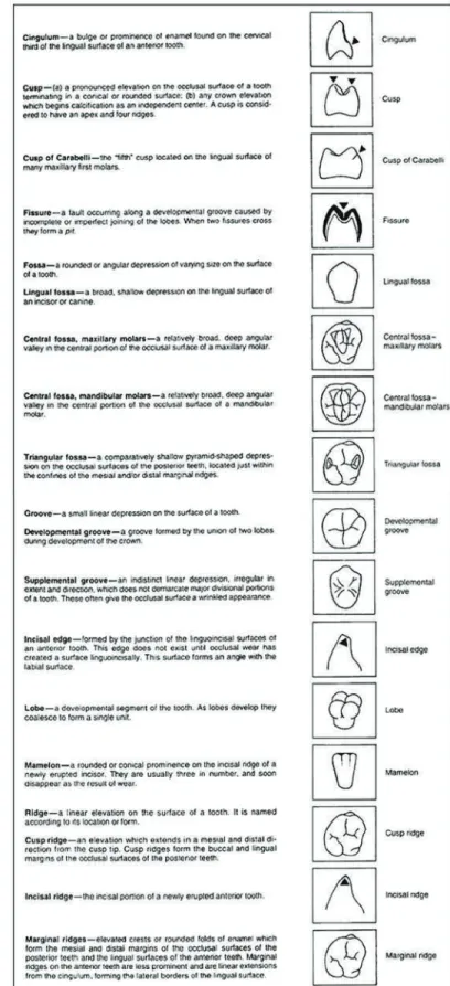 Figure 15.  Anatomical Landmarks of Teeth. Diagram of landmarks  of the teeth.