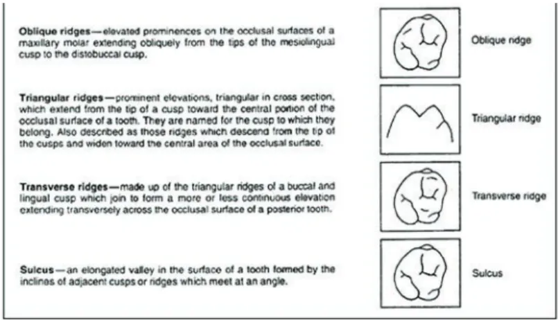 Figure 15.  Anatomical Landmarks of Teeth. Diagram of landmarks  of the teeth. (continued)