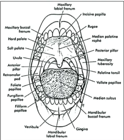 Figure 4.  Normal Structures of the Oral Cavity. Diagram with  structures of the mouth labeled.