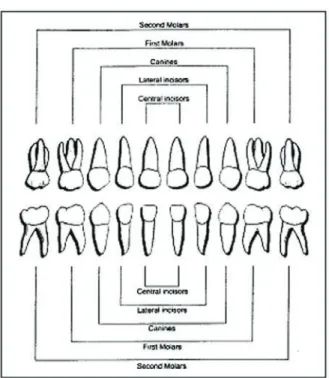 Figure 11.  Primary Dentition. Primary dentition  diagram of primary teeth in order in the arch.