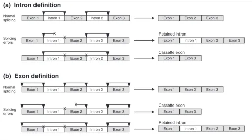 Figure 1Effects of splicing errors under the intron definition (ID) and exon definition (ED) models