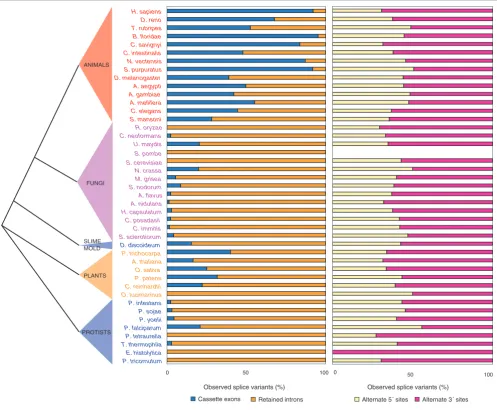 Figure 2Frequencies of different forms of splice variation, arranged by phylogenetic group