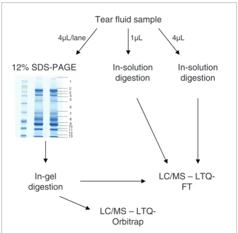 Figure 1Approach used for tear fluid analysissitu combined with MS (GeLC-MS; 2 lanes of 4 through GeLC-MS on a LTQ-Orbitrap