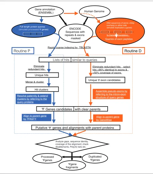 Figure 1A flow chart of our computational pipeline for identifying pseudogenes. It contains two parallel procedures, one on the left (routine P) is mainly for