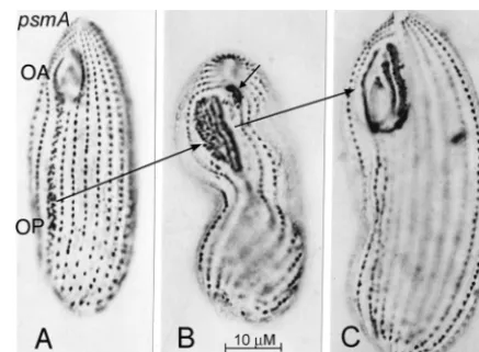 FIG. 10. Silver preparations of developmental stages of psmA-1cells maintained at 28°C