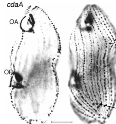 FIG. 11. Two focal levels of a single silver-stained cdaA-1maintained at 39°C. The focus on the left side is on the OA and an OPthat has completed its development