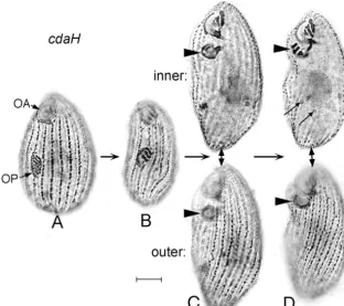 FIG. 12. Silver preparations of cdaH-1and a normal OP at an intermediate stage of development