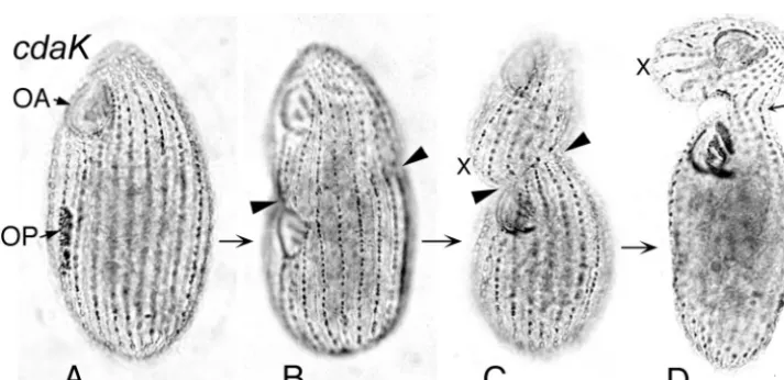 FIG. 13. Silver preparations of cdaI-2and an OP that is at an early stage of development