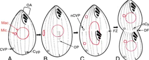 FIG. 3. Structural features of wild-type Tetrahymena thermophilasequential developmental stages