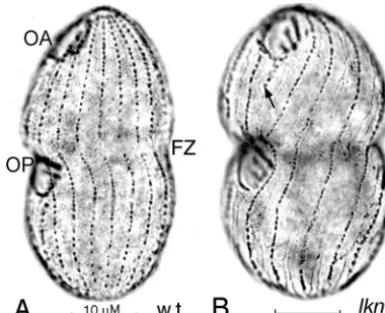 FIG. 4. Silver preparations of wild-type (w.t.) (A) and lkn1kinety numberOAs and OPs of both cells in the ﬁnal stage of development
