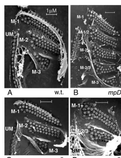 FIG. 7. Silver preparations of the anterior ends of) mutant cells. All OAs of these cells have a normal UM and ribbed(B)maintained at 36°C, with four large membranelles lined up parallel to one another
