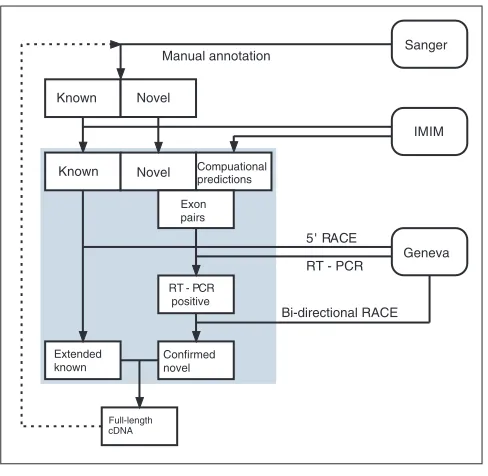 Figure 1The GENCODE pipeline. This schematic diagram shows the flow of data