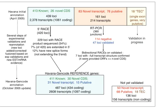 Figure 2Experimental validation of HAVANA annotation. ‘Known’ and ‘Novel_CDS’ were submitted to 5’ RACE, and ‘Novel transcript’ and ‘Putative’ loci were