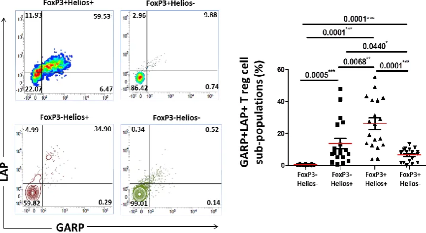 Figure 28: Percentages of activated CD3+CD4+FoxP3+/-Helios+/- Tregs 