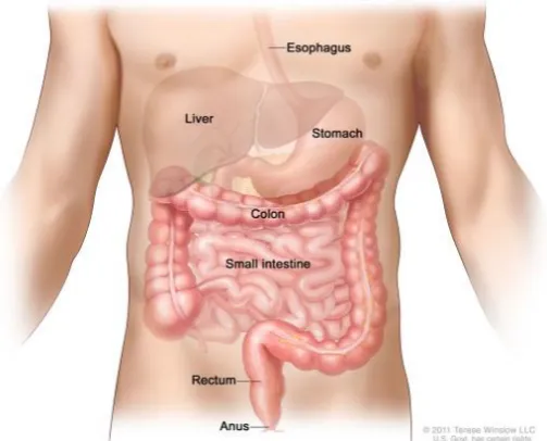 Figure 3: Anatomy of the small and large intestine 