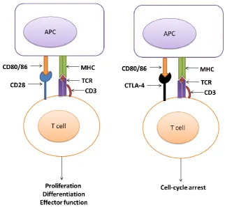 Figure 6: Mechanisms of rested and activated T cells 