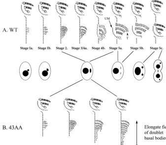 FIG. 7. A “Dynamic pause” occurs in anaphase-arrested cells compared to WT cells. (A) WT cortical development (stages of basal-bodyproliferation and stomatogenesis) is linked with both micronuclear and macronuclear events and cytokinesis
