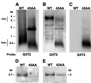 FIG. 1. RNA templates and telomeric repeat lengths in the micro-nucleus and macronucleus