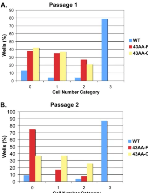 FIG. 4. Longitudinal study shows that most single cells from ter1-43AAgrow for 24 h (passage 1) (A) or were taken from the densest wells inpassage 1 and allowed to grow for 24 h (passage 2) (B)