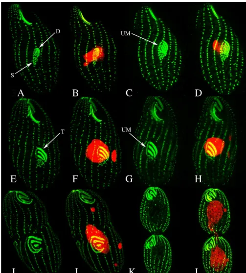 FIG. 5. Confocal ﬂuorescence imaging of basal-body organization clearly shows the developing oral primordium in the WT