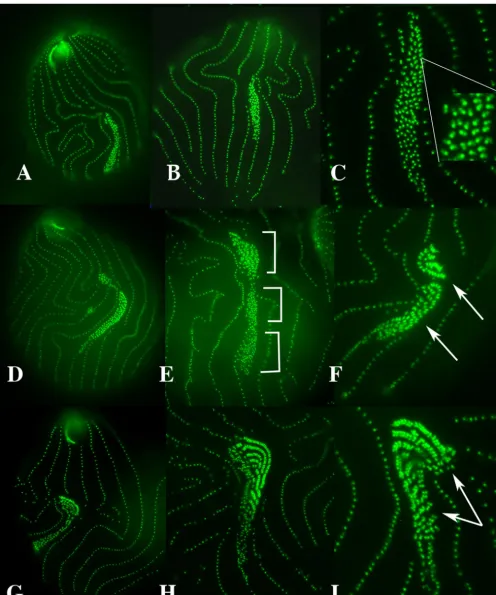 FIG. 6. Fluorescence microscopy of basal bodies shows dramatic defect in oral morphogenesis in the ter-43AAearly-stage oral primordia (A to C)