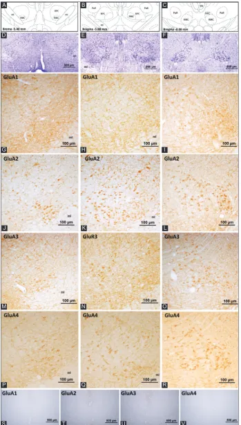 FIGURE 1.the coronal levels of the selected sections from the brain atlas [32]. Representative images of these levels with cresyl violet staining are given in (D-F)