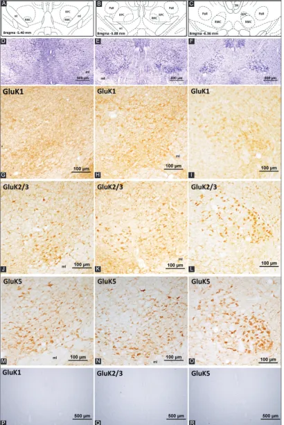 FIGURE 2. Kainate receptor subunit expression in the rat red nucleus. (A-C) represent the coronal levels of the selected sections from the brain atlas [32]