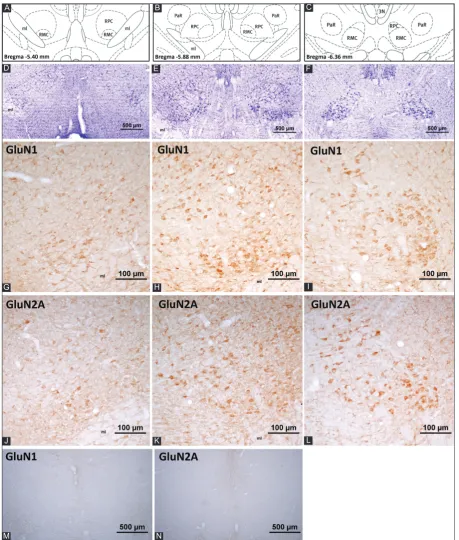 FIGURE 3. N-methyl-D-aspartate (NMDA) receptor subunit expression in the rat red nucleus