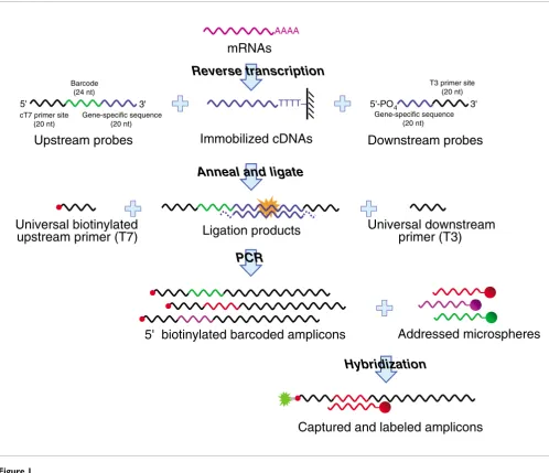 Figure 1Method overview