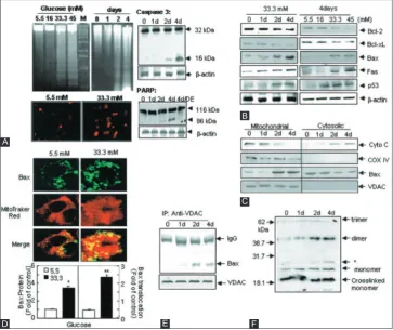 FIGURE 7. Effects of high glucose on apoptosis in MIN6NB cells. The MIN6N8 cells were treated with different glucose concentrations (5.5-45 mM) for the indicated times
