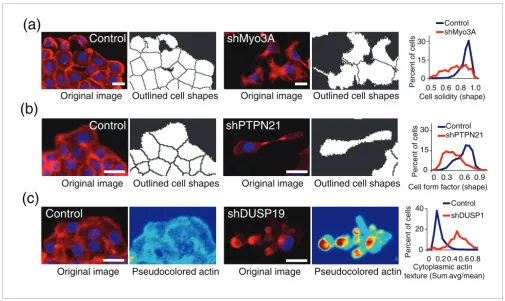 Figure 3Identifying mutant shapes and textures