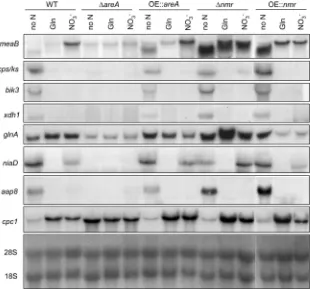 FIG. 7. Expression of AreA target genes in areATable 2 except the gene coding for the nitrate reductase,entincubated as described for Fig