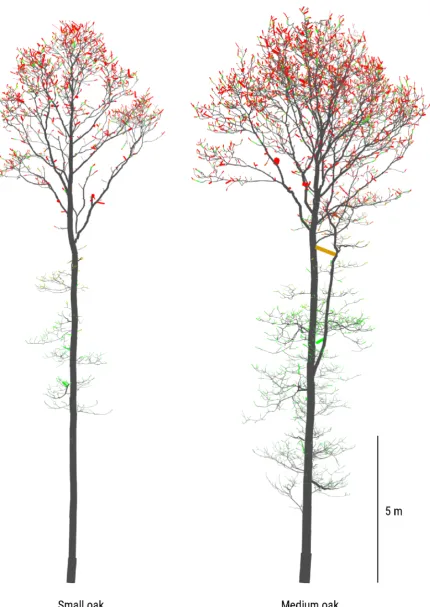 Figure 10: Example leaf area density distribution (LADD 2) for the small and medium oak trees asheat maps