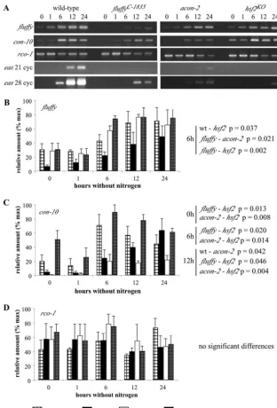 FIG. 7. Comparison of ﬂRT-PCR ofvarious times after transfer to medium lacking nitrogen, conditions that initiate conidiation in the wild-type strain