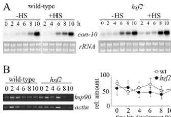 FIG. 8. con-10exposed cultures. (A) Northern blots of wild-type andprobed fortranscripts; (right) quantitation ofexposed to air at time zero