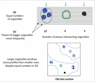 Figure 1. the size of an organelle determines its chance of occurring in a section plane