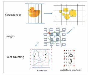 Figure 2. Sampling scheme for quantitative estimation of autophagic structure volume fraction 