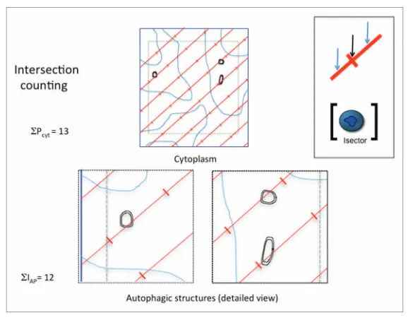 Figure 4. Principle of intersection counting to estimate surface density of autophagic structure the interpoint length