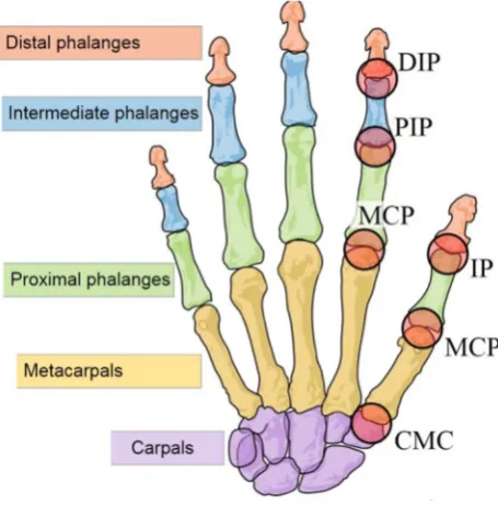 Fig. 1 Human upper-limb anatomy [5]