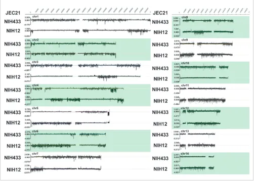 Figure 2Genome hybridization to compare the progenitor strains NIH12 and NIH433 to the reference strain JEC21