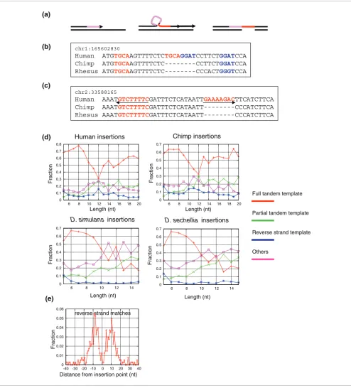Figure 2Perfect and complex short tandem duplications in primates and flies