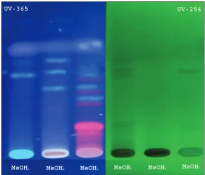 FIGURE 1. Methanol extract fractions separated according to pKvalues and observed under UV-365 and 254 nm