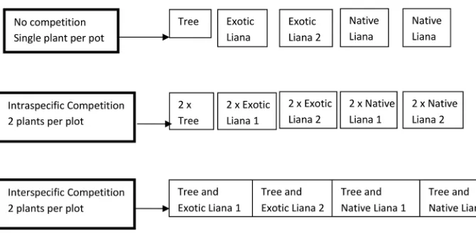 Figure 1. Experimental design showing set up of pot trials to measure maximum growth rate, intraspe-cific competition and interspecific competition of native and invasive lianas and a native host species