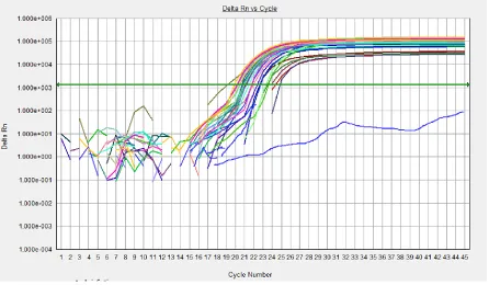 Fig. 2:  Amplification curve of LOXL1 gene expression. The amplification curve of LOXL1 are consistent and Dif-ferent colors showed different samples