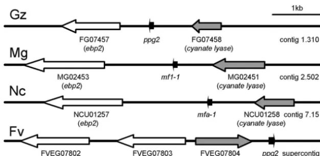 FIG. 1. Deduced sequence of the protein encoded by ppg1Four repeats of one type (WCTWKGQPCW) are underlined, and ﬁve repeats of a second type (WCWWKGQPCW) that differs from the ﬁrstdecapeptide by a single amino acid are in bold underlined type