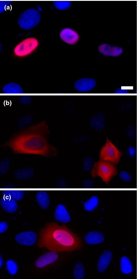 Figure 1Representative immunofluorescence staining