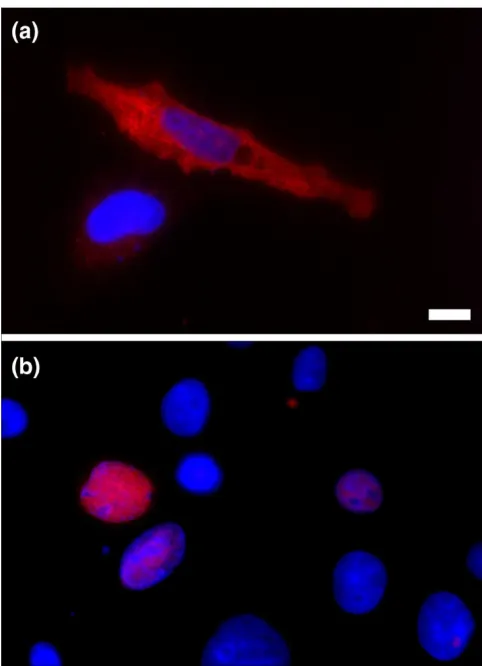 Figure 2Expression of Trerf1 in two different cell linesExpression of Trerf1 in two different cell lines