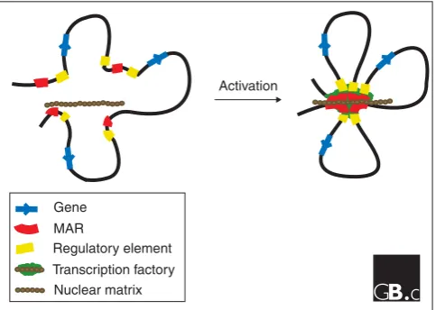 Figure 1A simplified model depicting the function of matrix-attachment regions