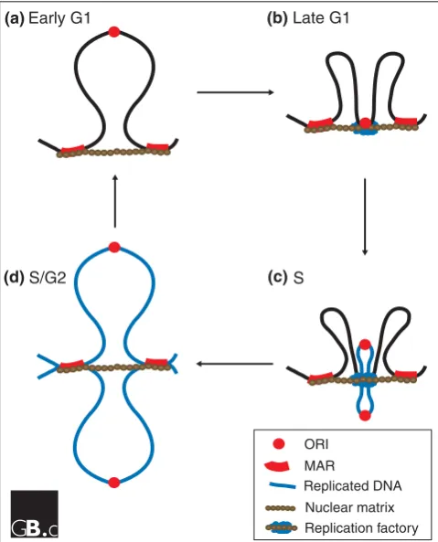 Figure 2DNA replication is organized at the nuclear matrix. (a) Replicons are