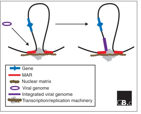 Figure 3Schematic representation of viral genome integration. Tumor viruses and